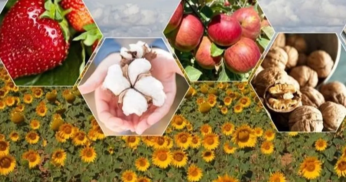 tarimda zor yil beklentisi bitkisel uretimde dusus bekleniyor kwmajJ9P.webp